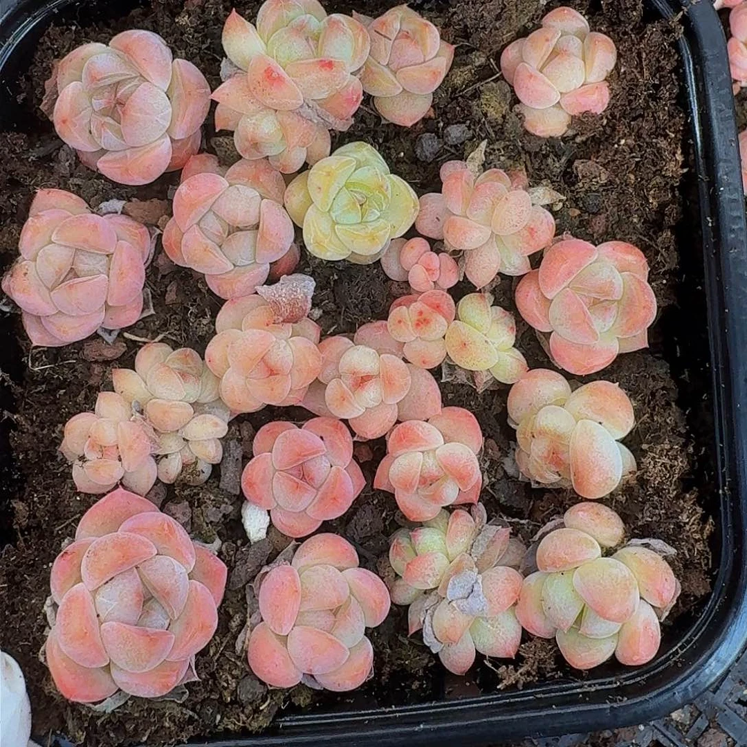 多肉植物多肉植物532