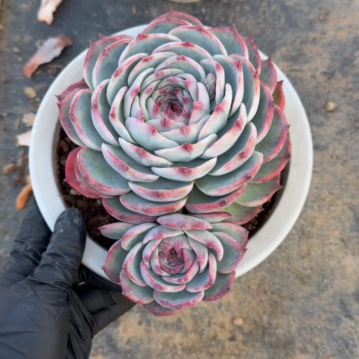 香***兰15厘米左右一物一拍的