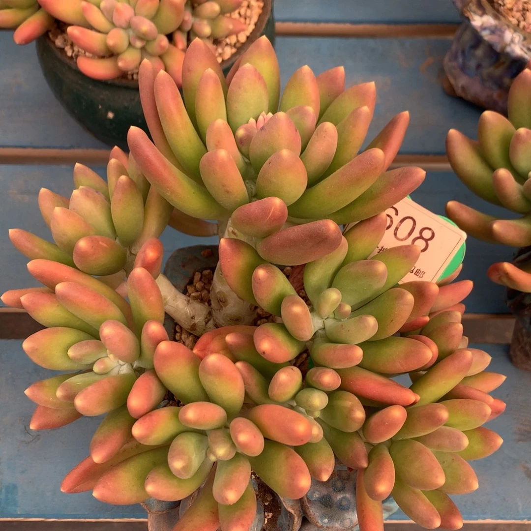 金蝉老桩无砍10头608