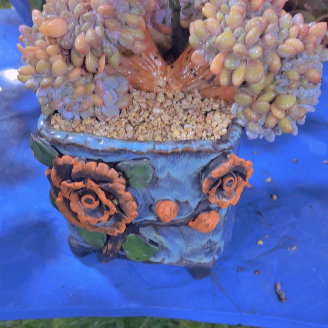 *****多肉植物保护研究所所长的