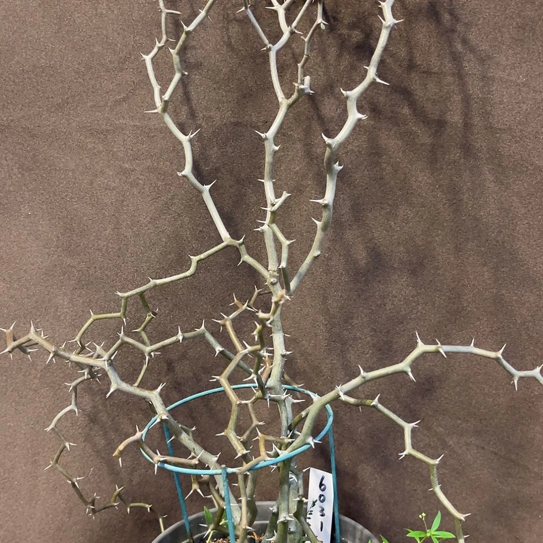 汤圆植物6031弯曲龙原价258