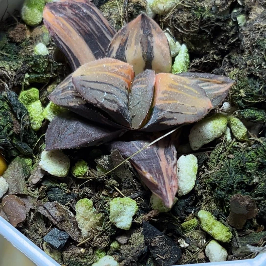 恭喜发财大吉大利898