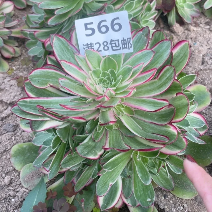 566三号棚孔雀翎多肉