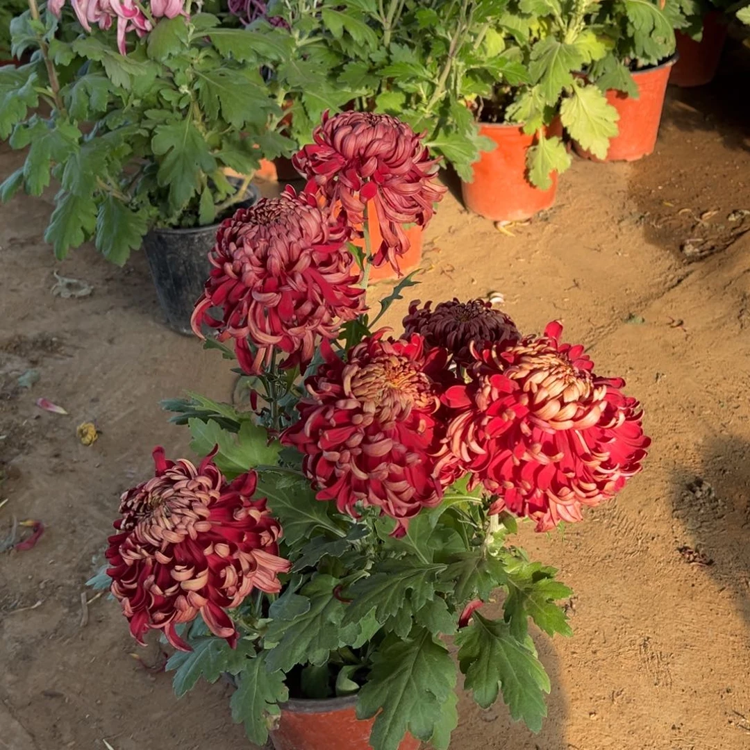 完全开放红色原盆