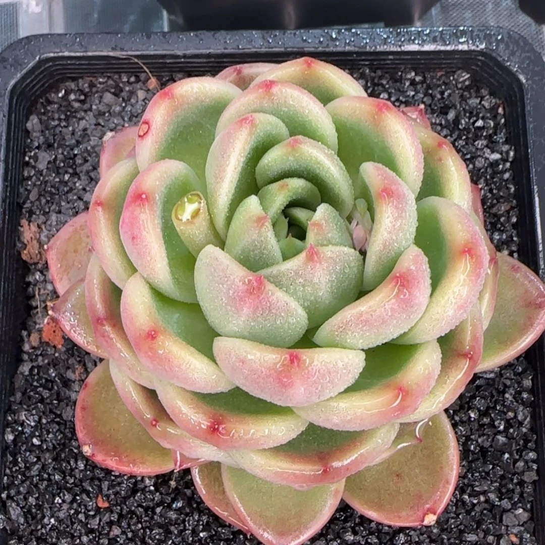 从前慢甄选多肉编号大号皮埃拉珍妮