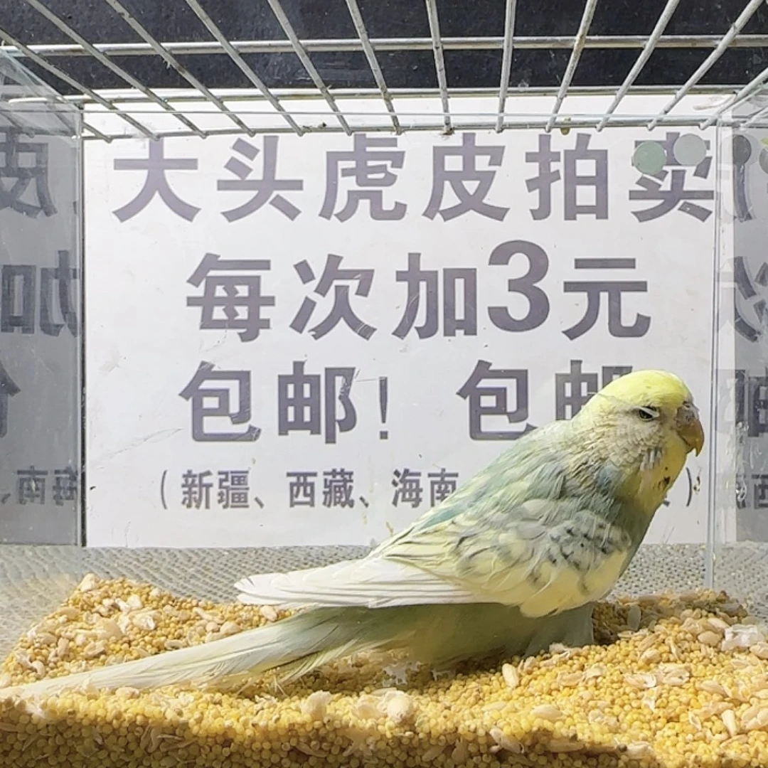 虎皮鹦鹉大头鹦鹉