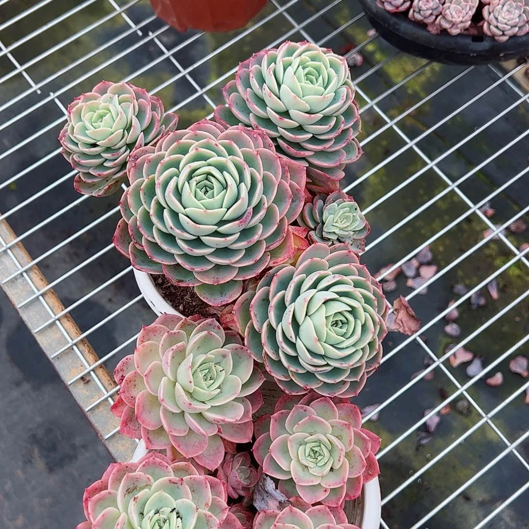 哈密瓜三头起发两盆