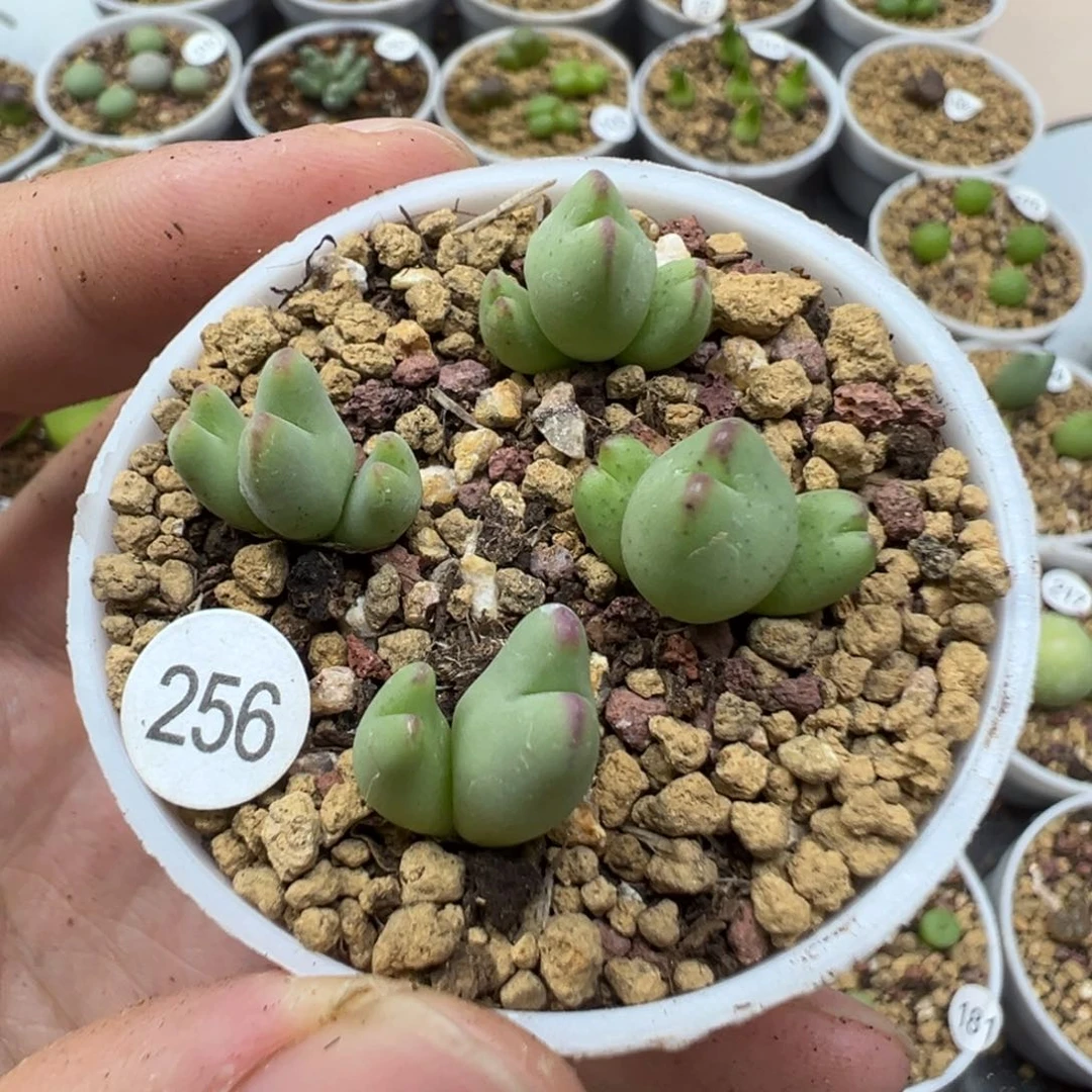 皮卡丘3头一颗脱土256000