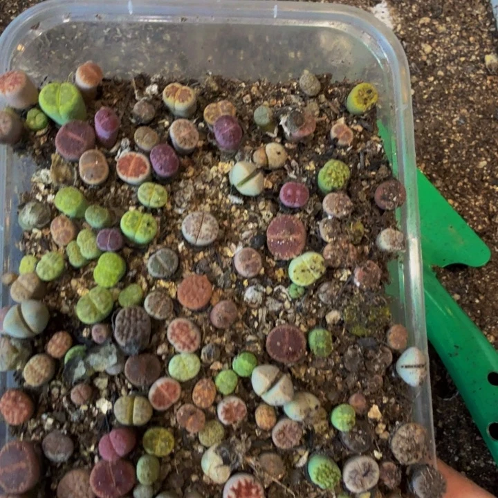 一**缘多肉植物的生长103