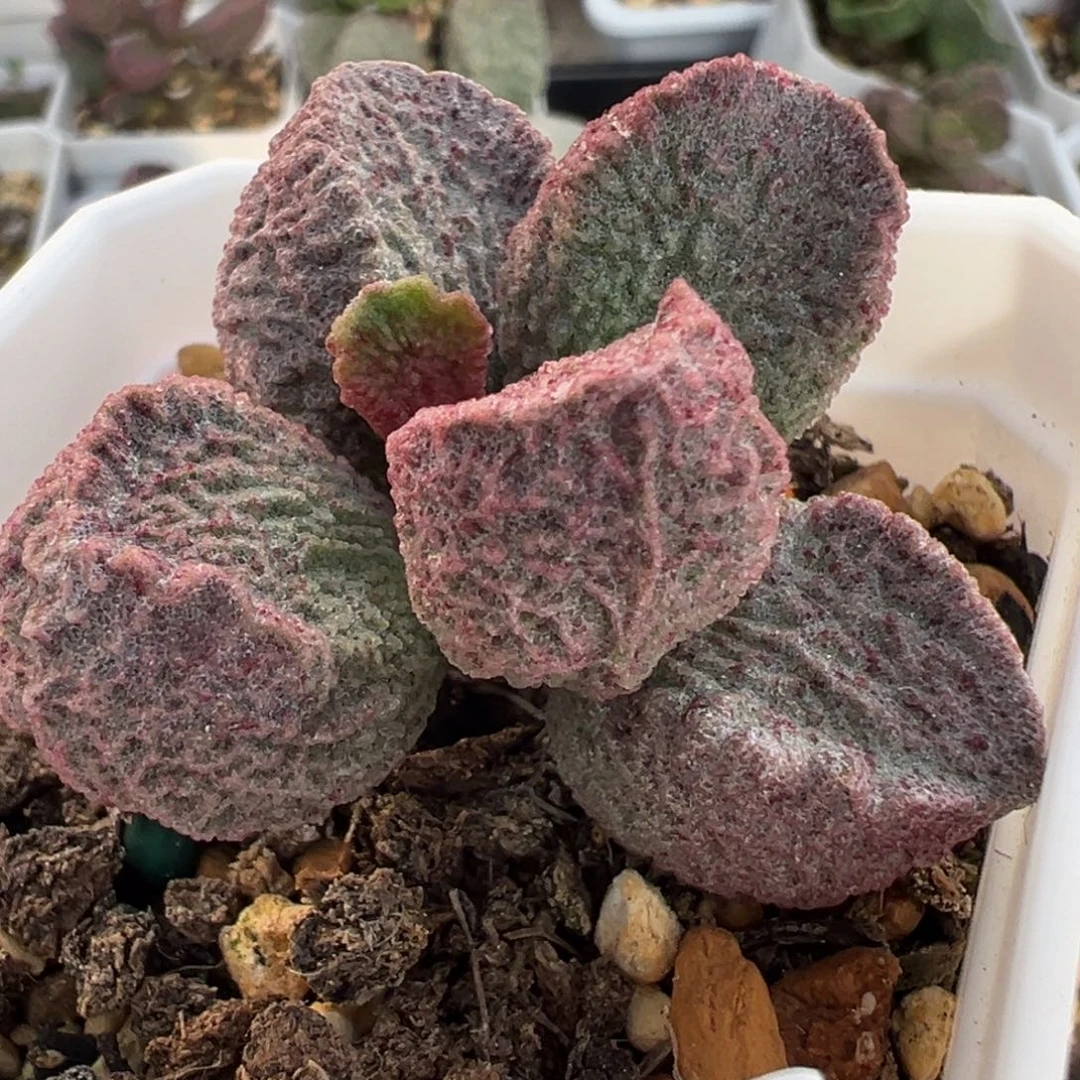 实生024-8787单头纯木质桩