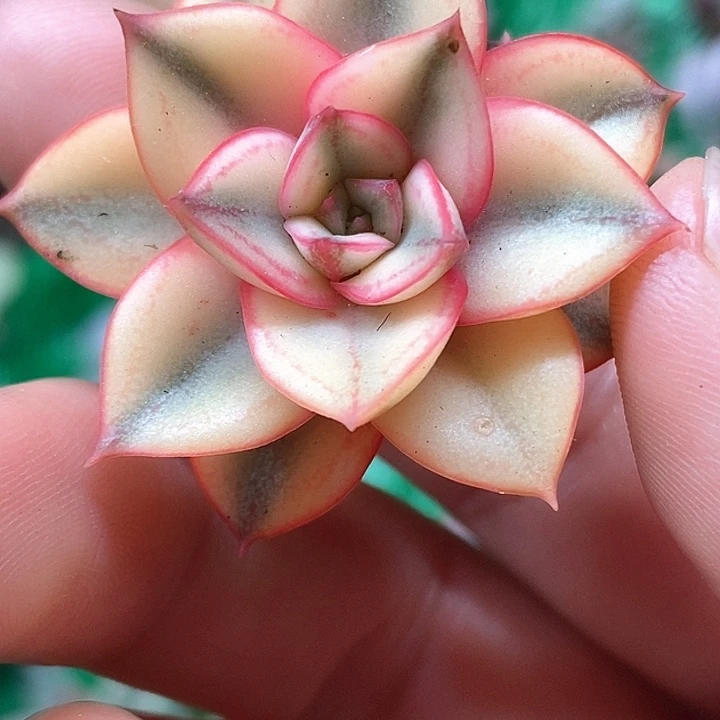 麒麟座一物一拍，