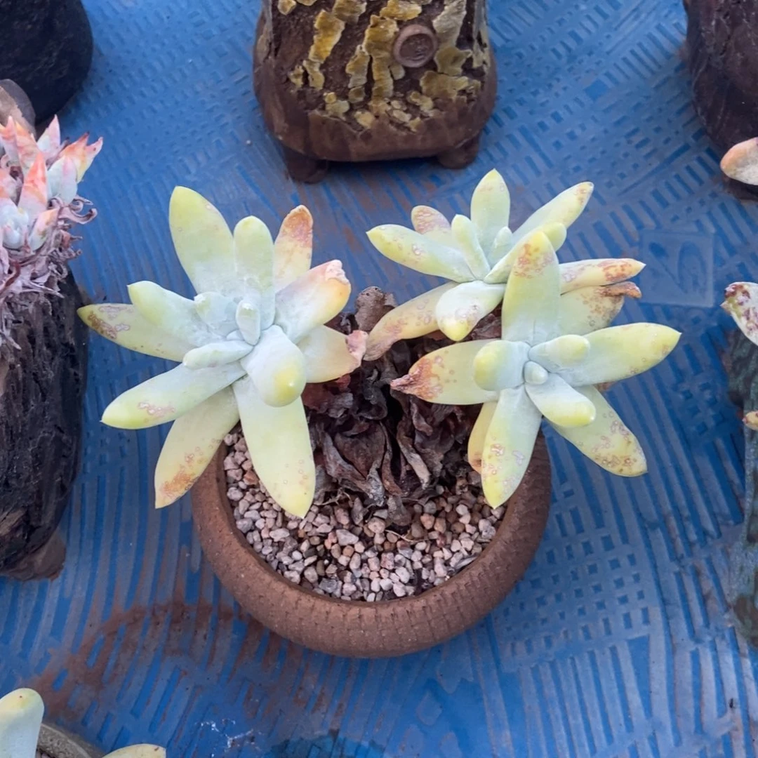拇指多肉植物啦啦啦