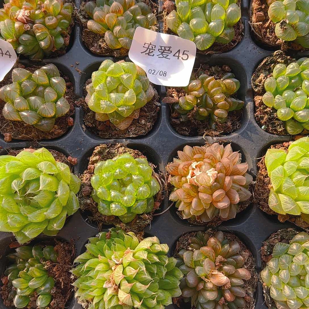 直播福利一物一拍45