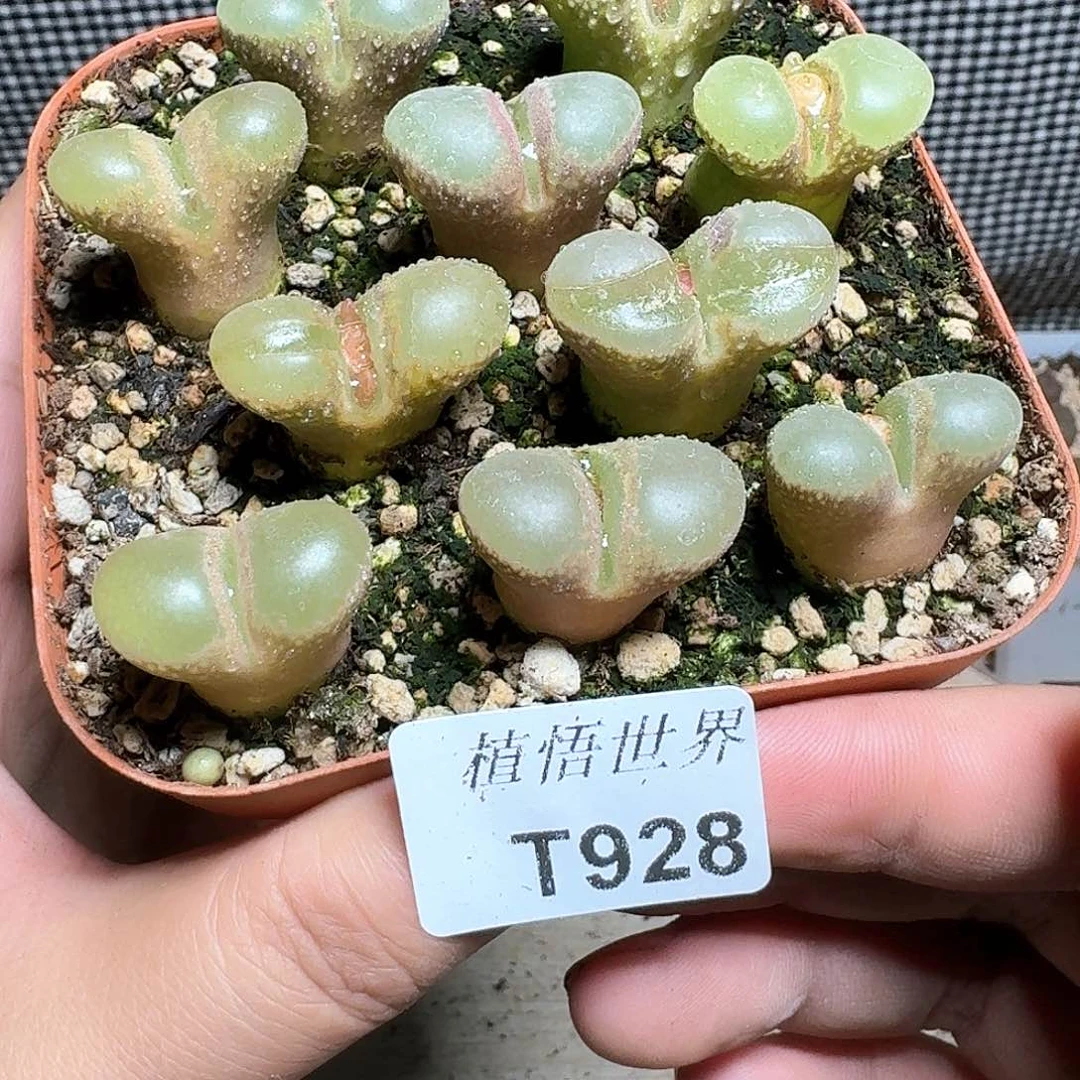 j**a928号多肉植物哇f g