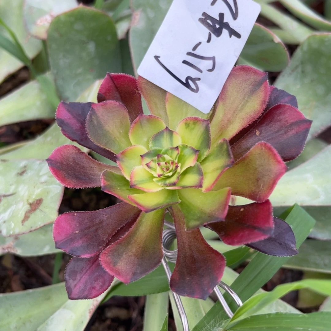 莲***儿6.15-42铜壶七彩手捧寄养