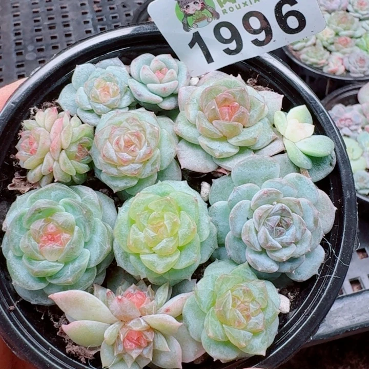 多肉植物多肉植物