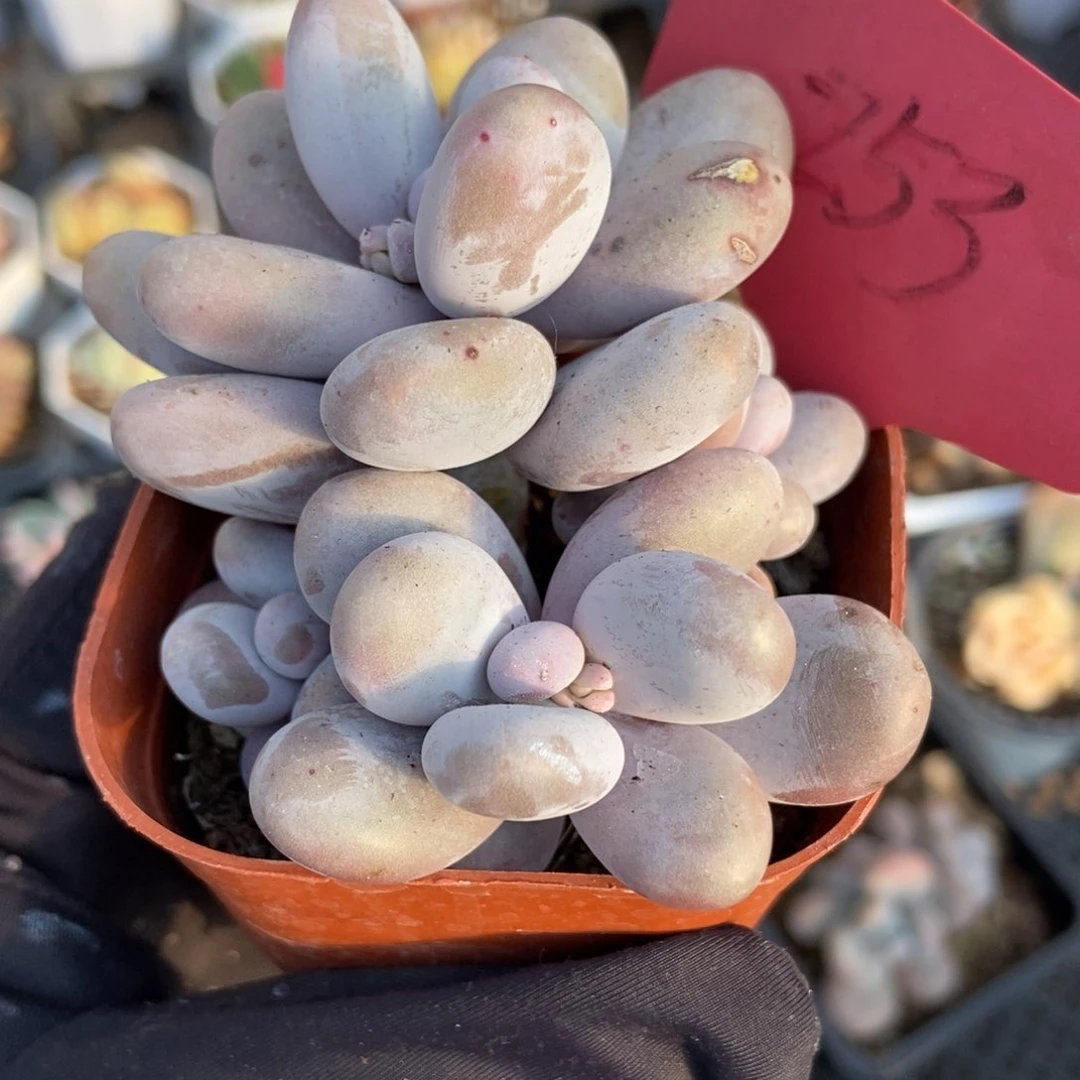 253大叶奶多肉植物