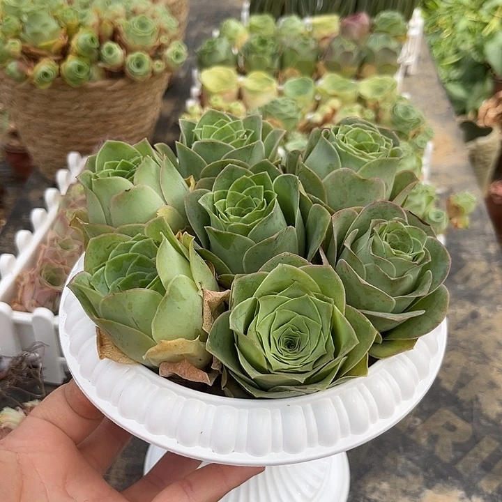 紫霞仙子玫瑰7个带罗马盆