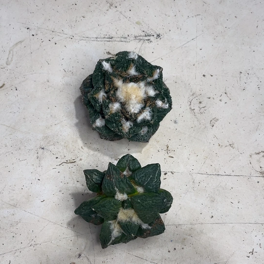 特价岩牡丹一物一拍