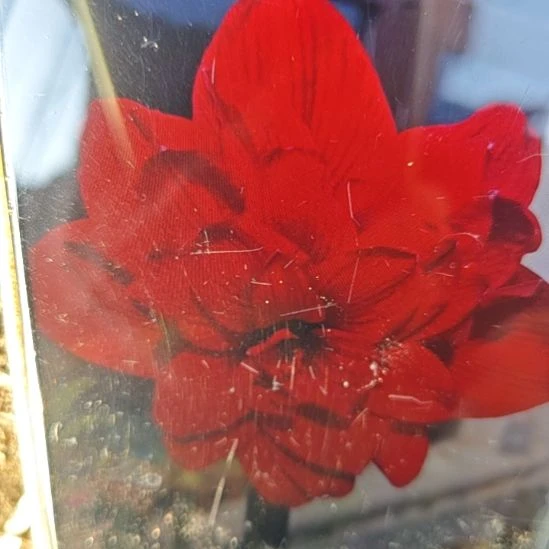 完全开放红莲花5厘米