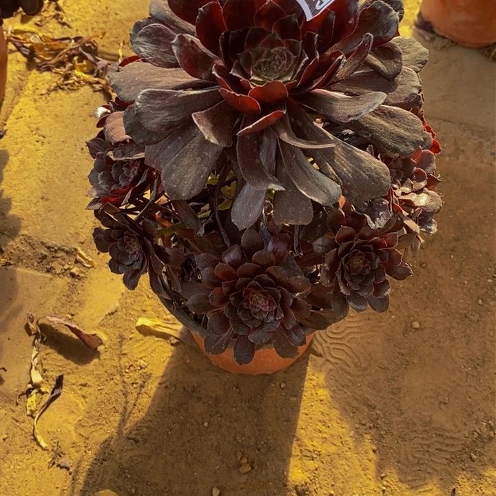 04049号墨颜法师