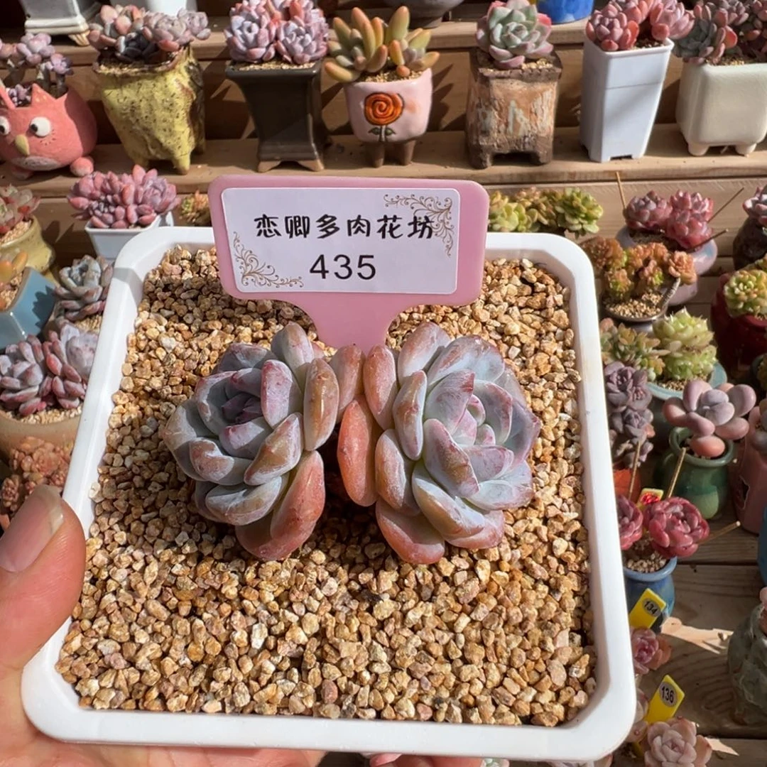 435星影双头老桩大粗腿