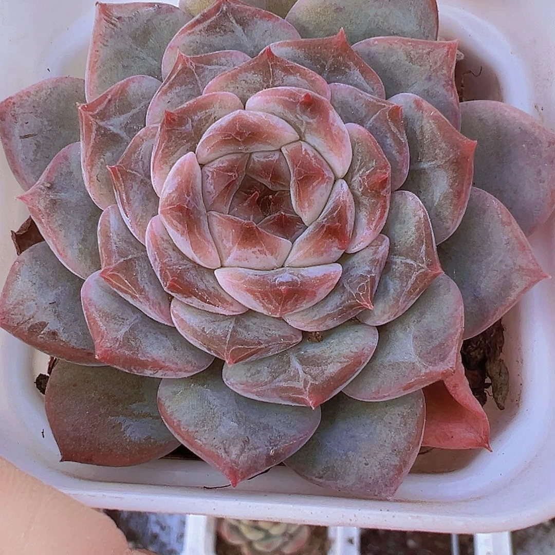 暗纹冰糖19包邮多肉植物