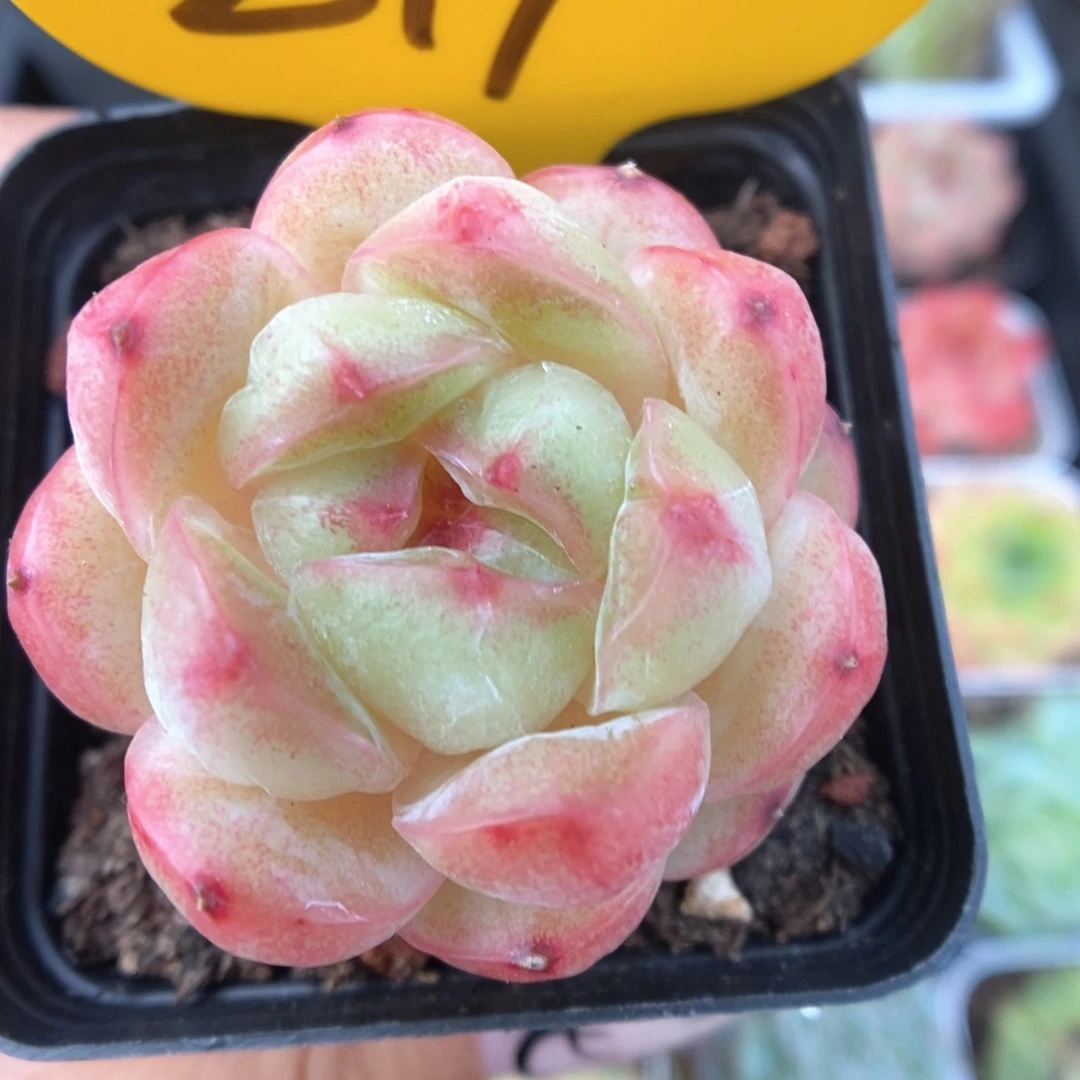 白雪珍妮可拍219号。