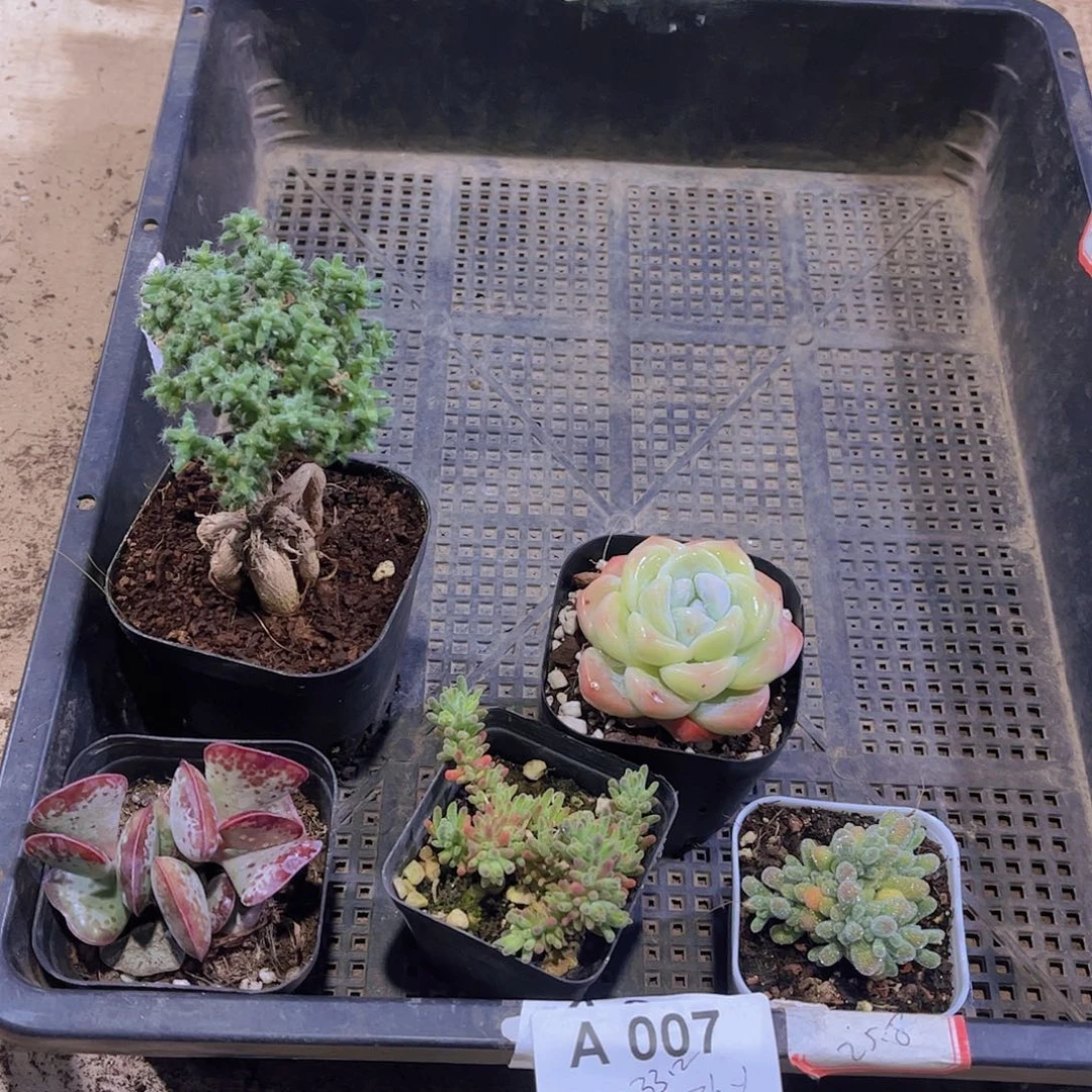 多肉007多肉植物