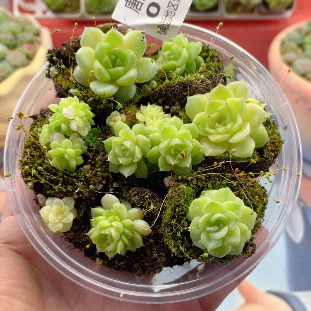 麦秆一物一拍016..
