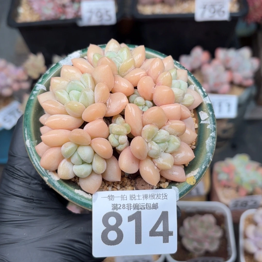 泡泡糖整群无盆土发货