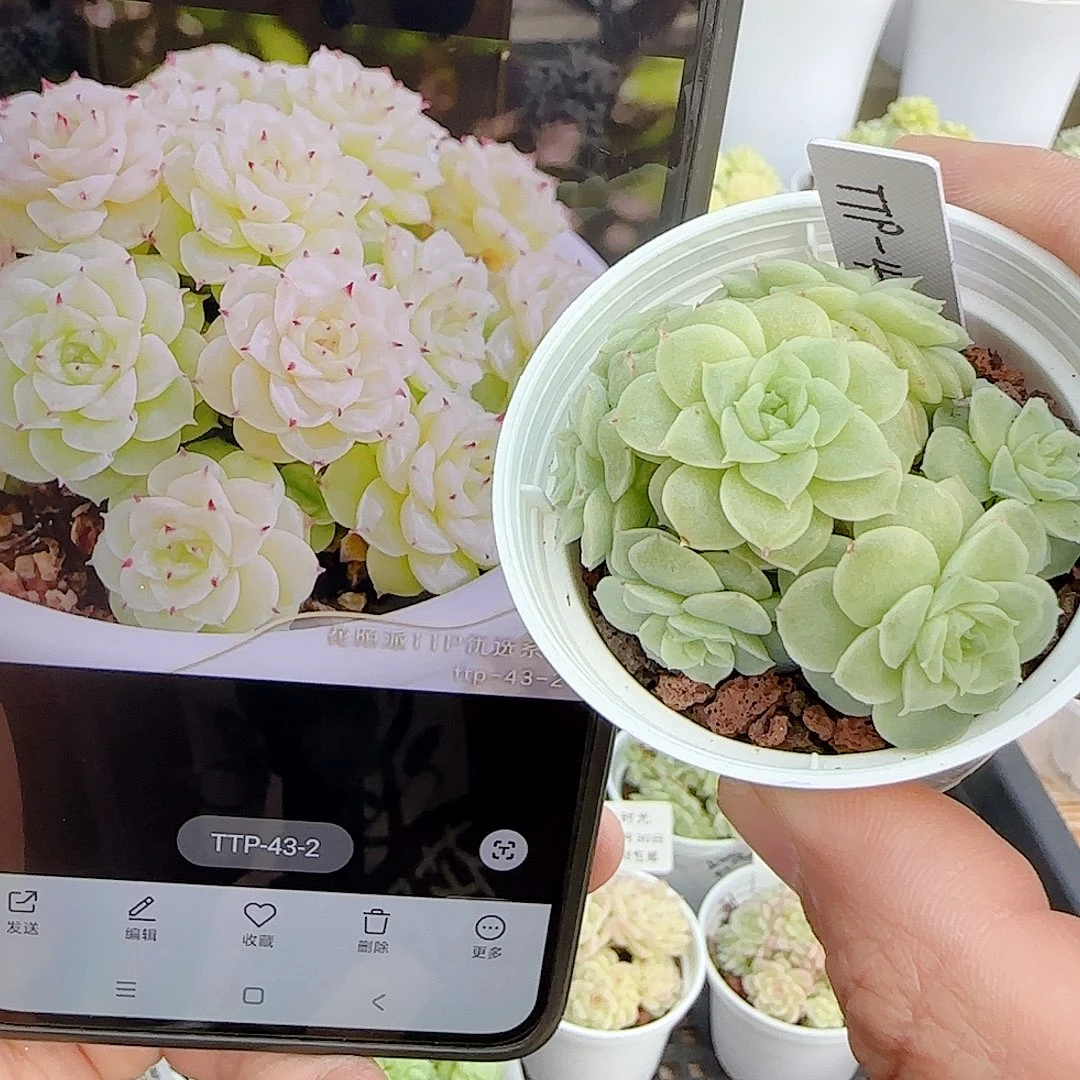 向***a1030-202（ttp-43-2）优选