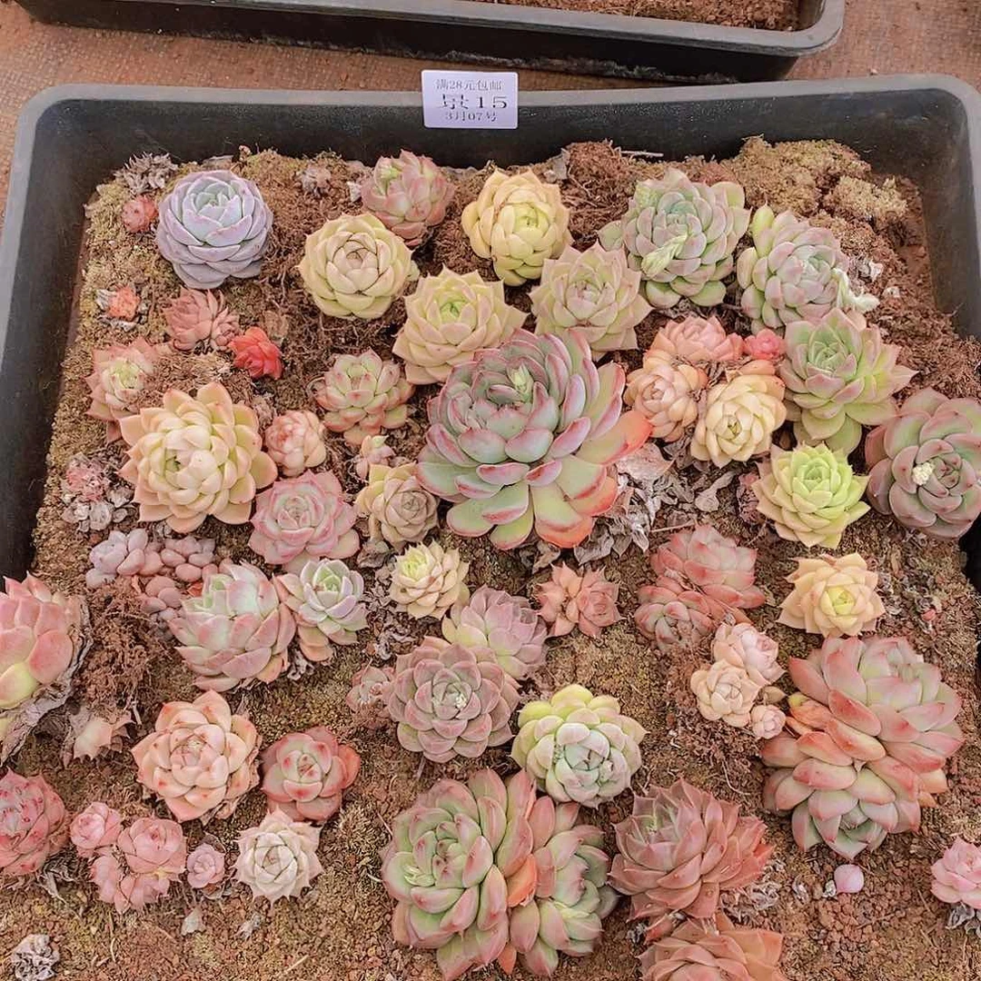 【闪购商品】云15号