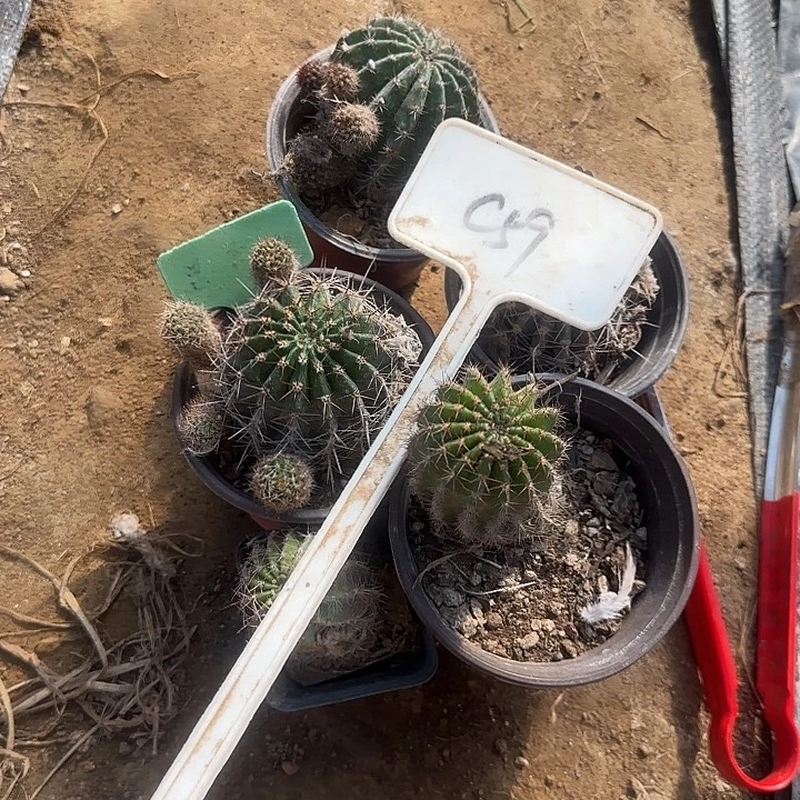 回***忆C59瑕疵球一组彩草20的