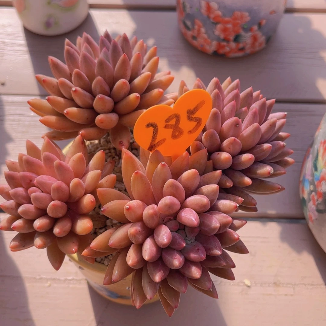 小*285号多肉植物一物一拍