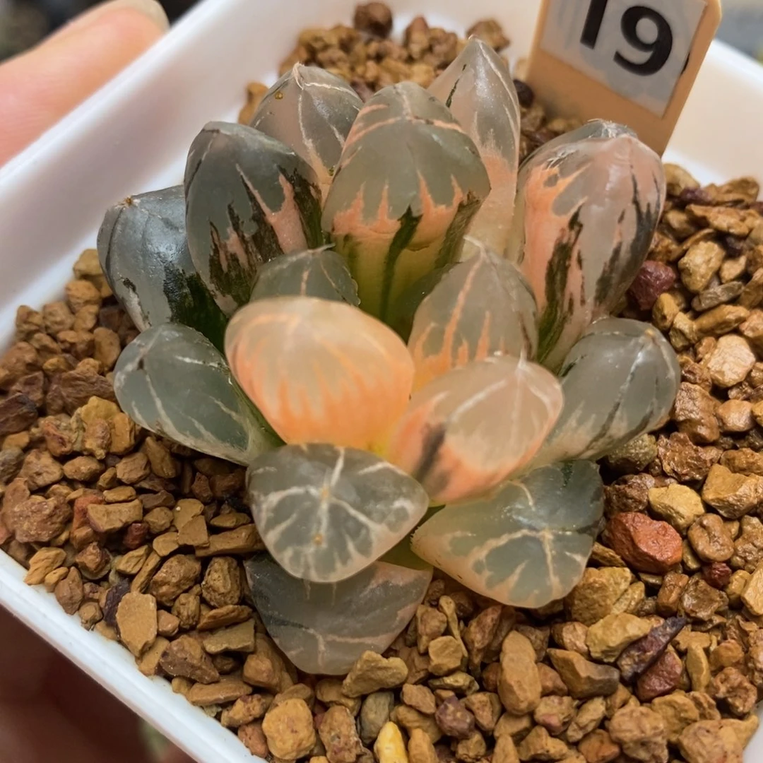 19水晶玉露锦一物一拍