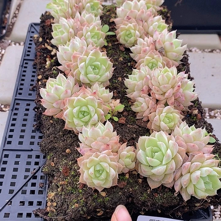 99 多肉植物盆栽花卉