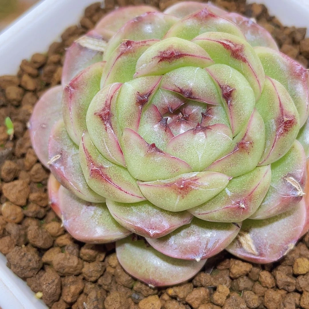 318翡冷翠母本哈哈哈