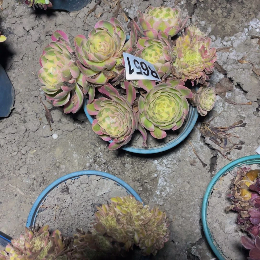 半糖荔枝法师28///41包邮