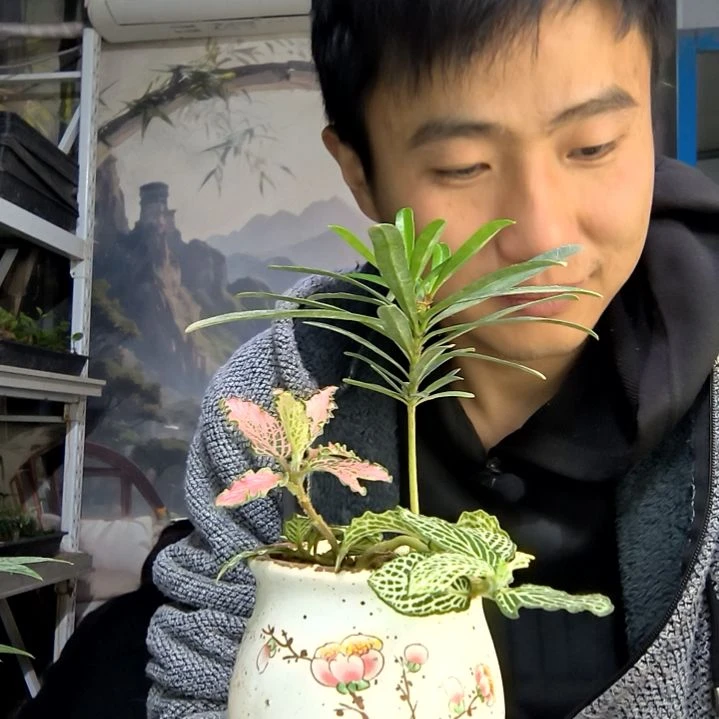 Y****️中青园艺一物一拍197