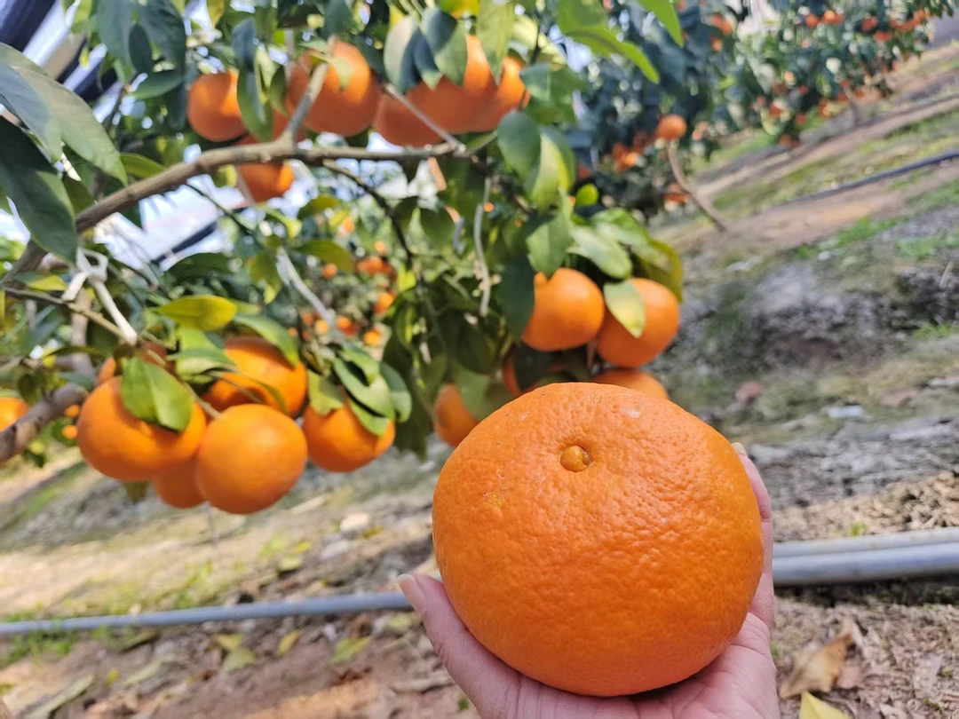 正宗象山红美人新鲜现采现摘产地直发香甜多汁