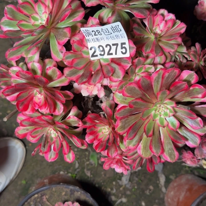 29275同白不包断枝