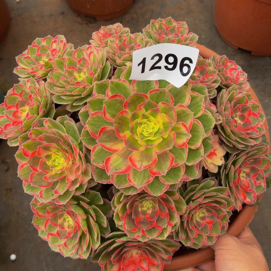 1296多肉植物玉芙蓉