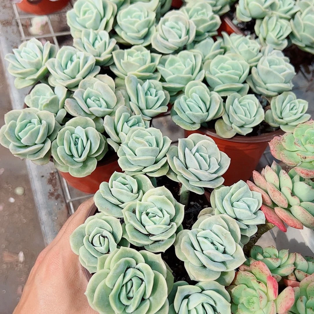 可爱玫瑰散装带盆土两盆