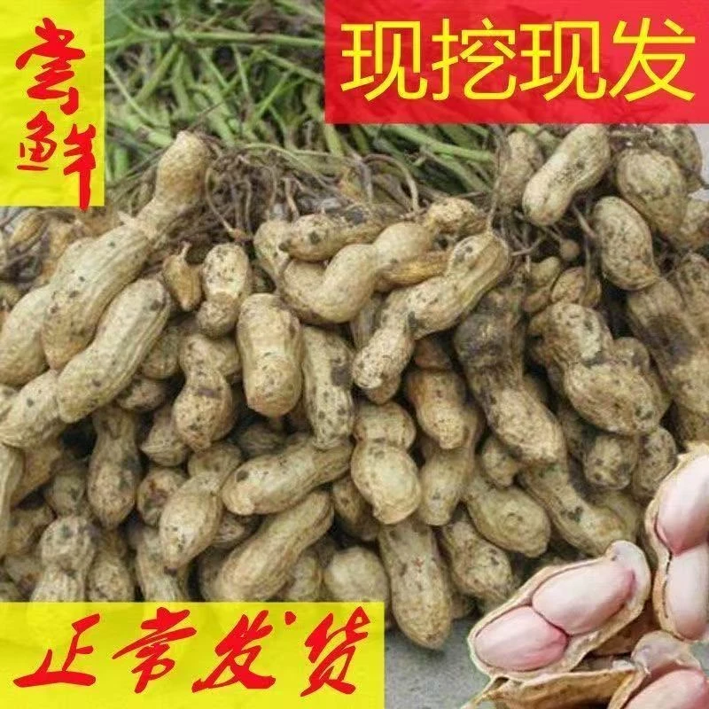 山东现挖新鲜粉皮花生带泥湿花生现挖带壳生花生鲜花生农家自种