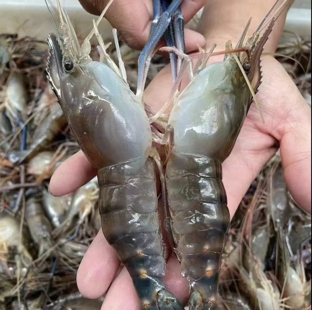 【顺丰/京东包邮】鲜活速冻罗氏虾肉质肥美3斤低温发货带箱