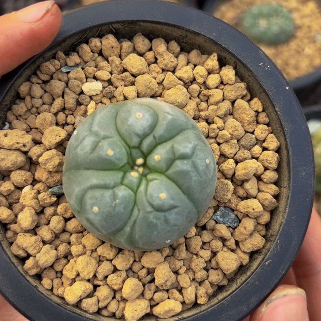 G g g g g g g g