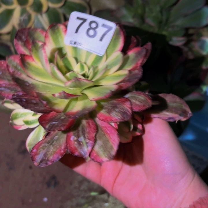 787伯爵天骄多肉植物不售后