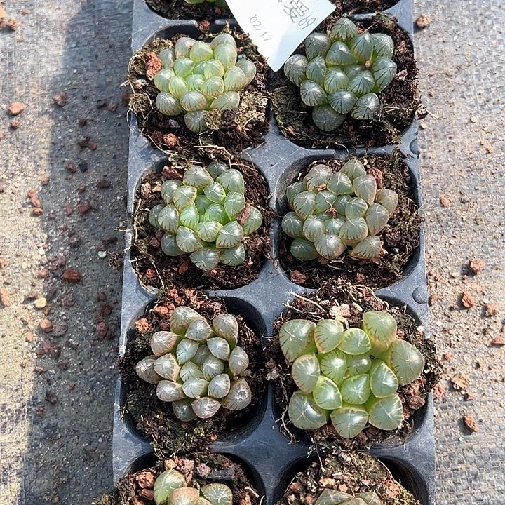 直播福利一物一拍69