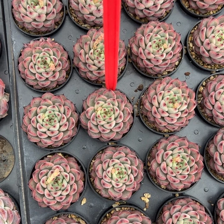 星星珍妮一颗量拍多肉满20包邮下午发货